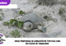 Inicia temporada de anidación de tortuga lora en costas de Tamaulipas