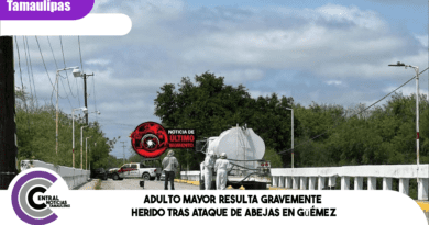 Adulto mayor resulta gravemente herido tras ataque de abejas en Güémez