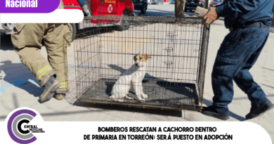 Bomberos rescatan a cachorro dentro de primaria en Torreón; será puesto en adopción Bomberos rescatan a cachorro dentro de primaria en Torreón; será puesto en adopción