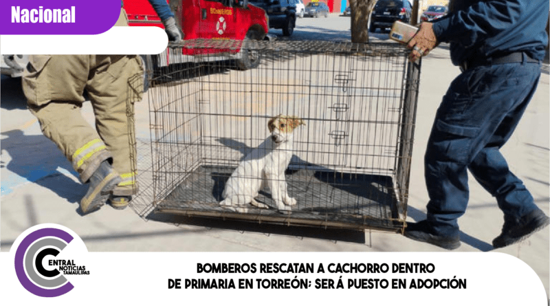 Bomberos rescatan a cachorro dentro de primaria en Torreón; será puesto en adopción Bomberos rescatan a cachorro dentro de primaria en Torreón; será puesto en adopción