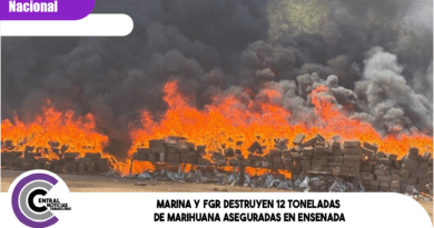 Marina y FGR destruyen 12 toneladas de marihuana aseguradas en Ensenada