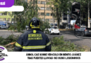 Árbol cae sobre vehículo en Benito Juárez tras fuertes lluvias; no hubo l3sion@d0s Árbol cae sobre vehículo en Benito Juárez tras fuertes lluvias; no hubo l3sion@d0s