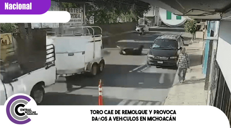 Toro cae de remolque y provoca daños a vehículos en Michoacán
