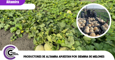 Productores de Altamira apuestan por siembra de melones