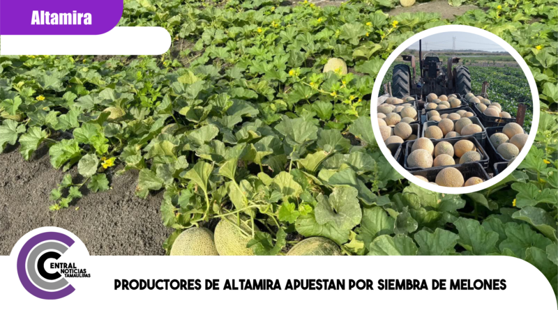 Productores de Altamira apuestan por siembra de melones