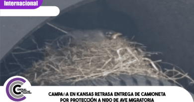 Campaña en Kansas retrasa entrega de camioneta por protección a nido de ave migratoria Campaña en Kansas retrasa entrega de camioneta por protección a nido de ave migratoria