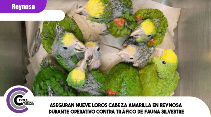 Aseguran nueve loros cabeza amarilla en Reynosa durante operativo contra tráfico de fauna silvestre