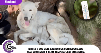 Perrita y sus siete cachorros son rescatados tras sobrevivir a altas temperaturas en Sonora