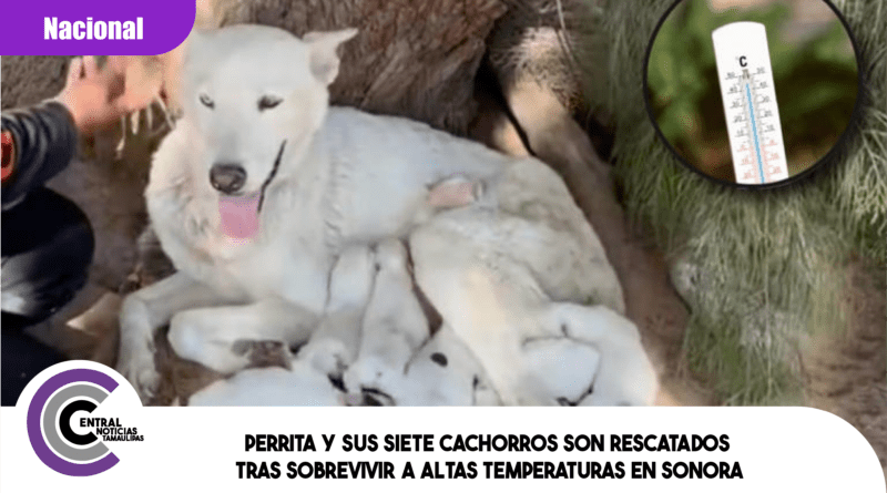 Perrita y sus siete cachorros son rescatados tras sobrevivir a altas temperaturas en Sonora