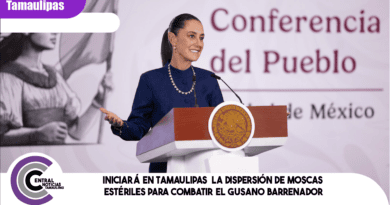 Iniciará en Tamaulipas la dispersión de moscas estériles para combatir el gusano barrenador