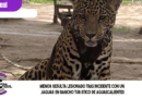 Menor resulta lesionado tras incidente con un jaguar en rancho turístico de Aguascalientes Menor resulta lesionado tras incidente con un jaguar en rancho turístico de Aguascalientes