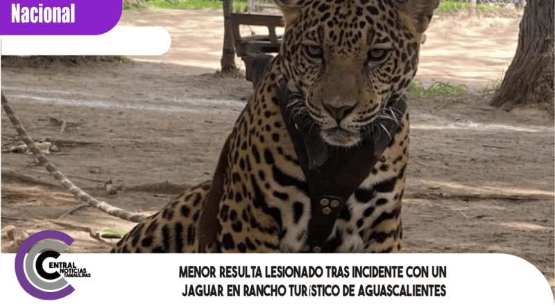 Menor resulta lesionado tras incidente con un jaguar en rancho turístico de Aguascalientes Menor resulta lesionado tras incidente con un jaguar en rancho turístico de Aguascalientes