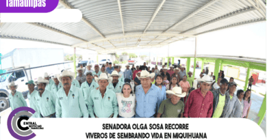 Senadora Olga Sosa recorre viveros de Sembrando Vida en Miquihuana Senadora Olga Sosa recorre viveros de Sembrando Vida en Miquihuana