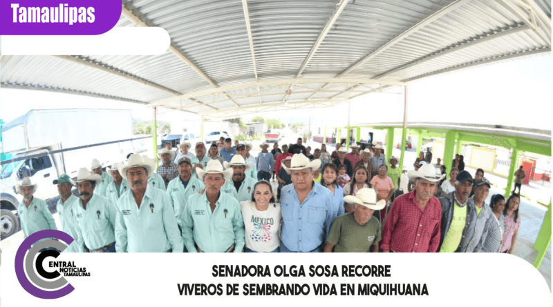 Senadora Olga Sosa recorre viveros de Sembrando Vida en Miquihuana Senadora Olga Sosa recorre viveros de Sembrando Vida en Miquihuana