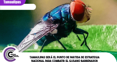 Tamaulipas será el punto de partida de estrategia nacional para combatir el gusano barrenador Tamaulipas será el punto de partida de estrategia nacional para combatir el gusano barrenador