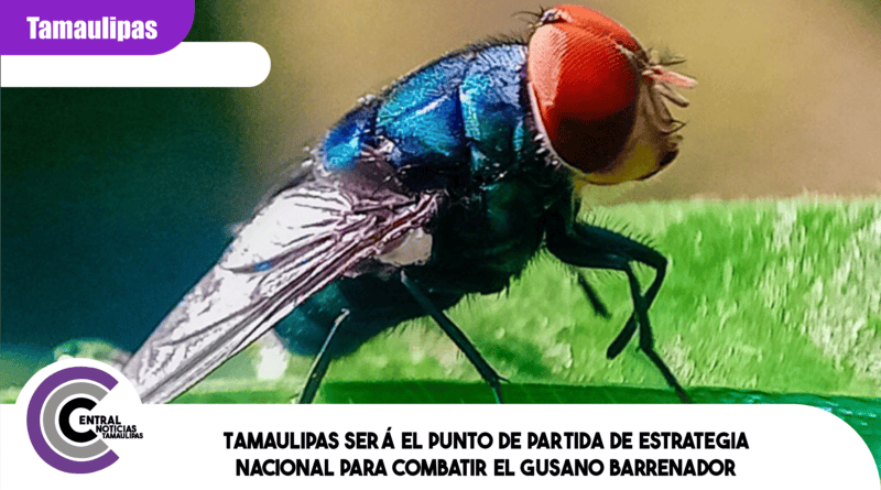 Tamaulipas será el punto de partida de estrategia nacional para combatir el gusano barrenador Tamaulipas será el punto de partida de estrategia nacional para combatir el gusano barrenador