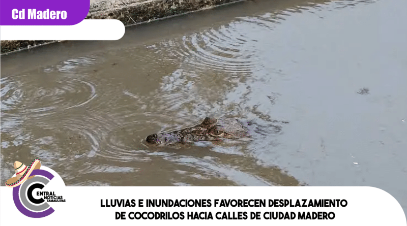 Lluvias e inundaciones favorecen desplazamiento de cocodrilos hacia calles de Ciudad Madero