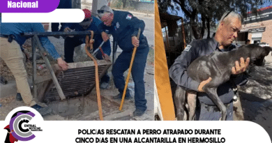 Policías rescatan a perro atrapado durante cinco días en una alcantarilla en Hermosillo Policías rescatan a perro atrapado durante cinco días en una alcantarilla en Hermosillo