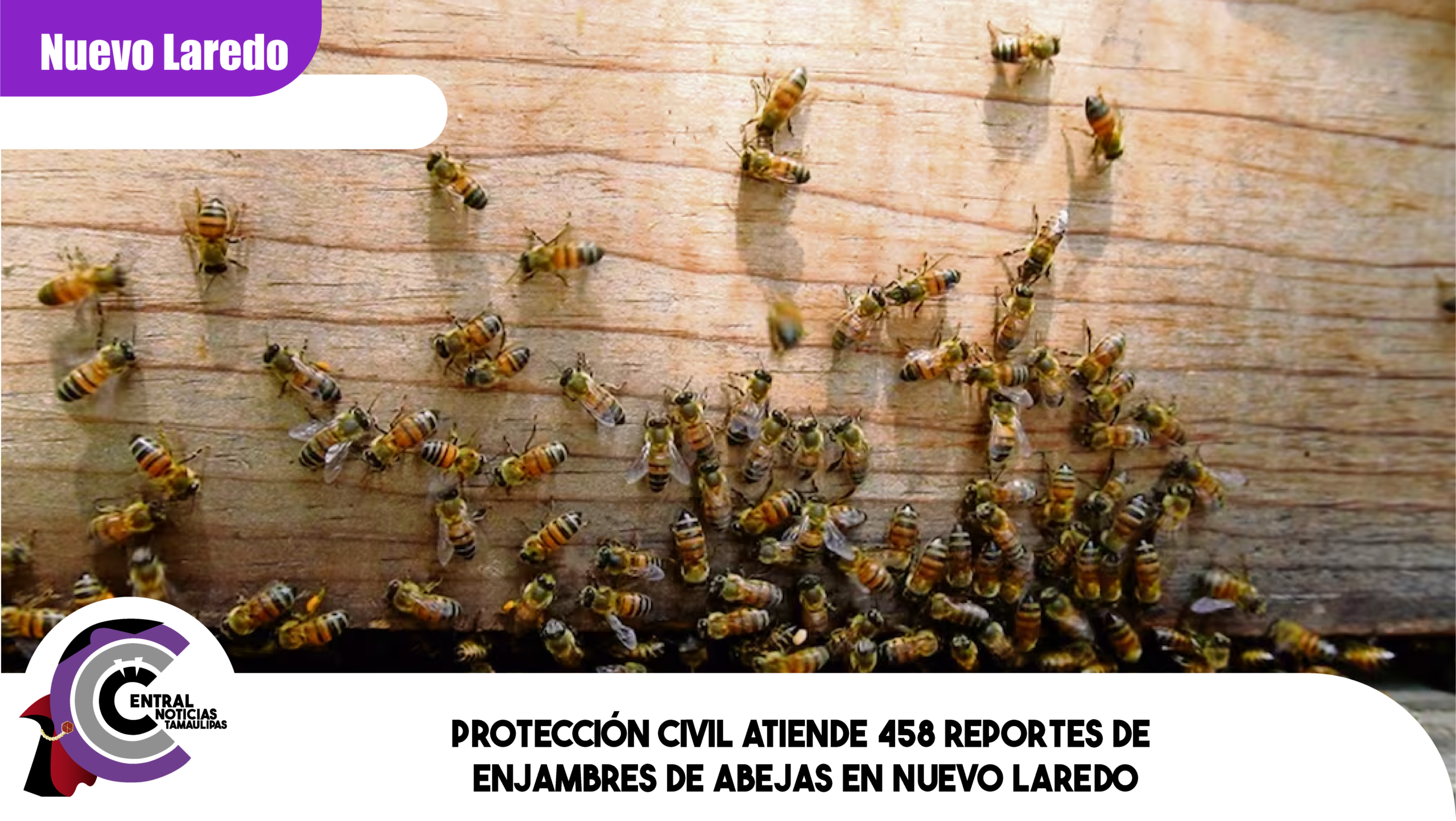 Protección Civil atiende 458 reportes de enjambres de abejas en Nuevo Laredo